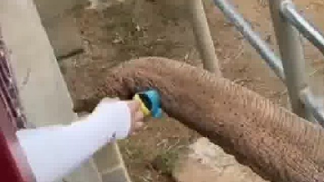 子温柔归还现场游客发出阵阵欢呼
