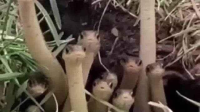 洞口密密麻麻的蛇眺望