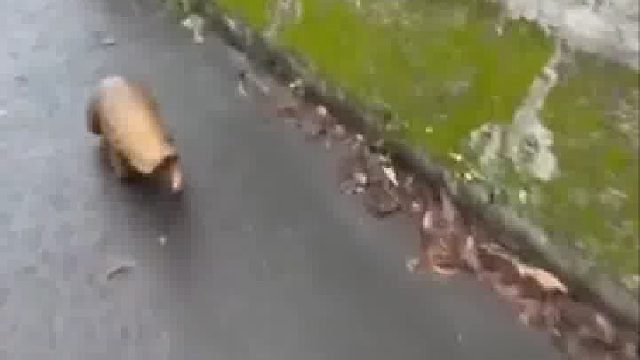 刚在路边发现的，这是啥玩儿？能捉回家养没？