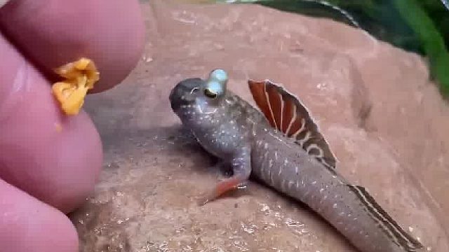 啊这是什么鱼？怪可爱的……