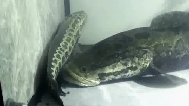 这种鱼是会吃同类的，只要是肉