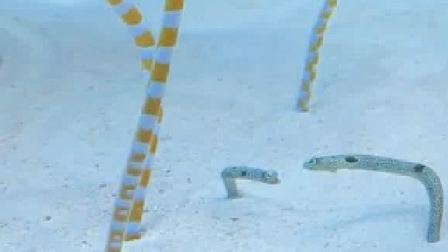 你有看过鳗鱼打架吗？