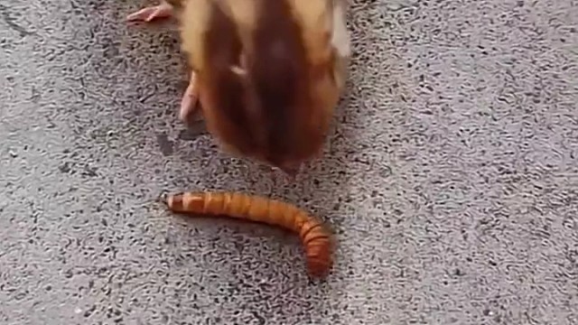 吃的不急，看的人急坏了