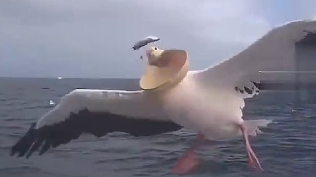 鹈鹕飞行时遇到跃起的鱼，网友：自带抄网边飞边吃