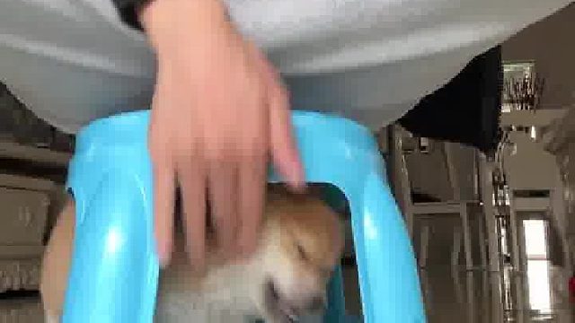 它甚至出来都没有怀疑你