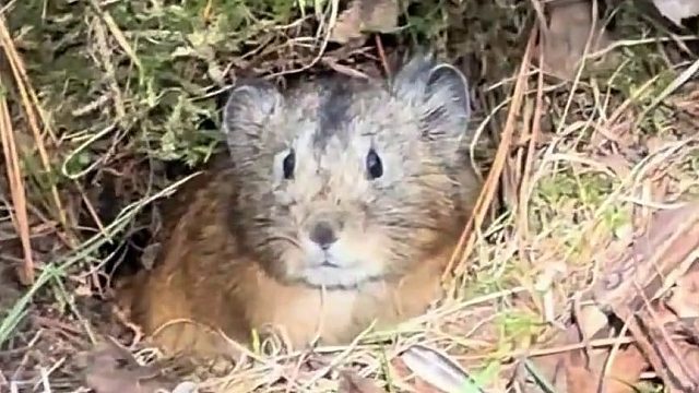 鼠兔：我萌屎你！我萌屎你