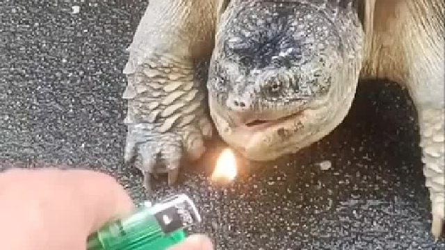 打火机测试鳄鱼龟直接一口就吞了