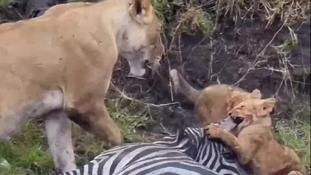 练练小狮子们的牙口，主要还是不饿，在食物上面玩耍起来了