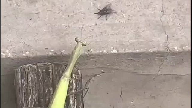 难得一见的螳螂拳。