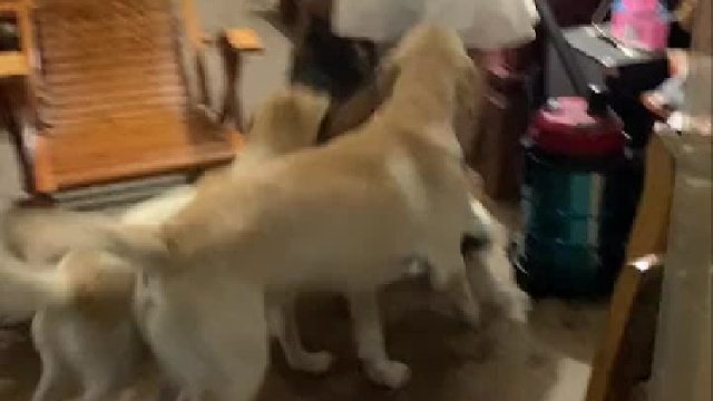 现在的狗子是真黏人
