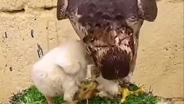 小鸡没搞明白自己的角色…