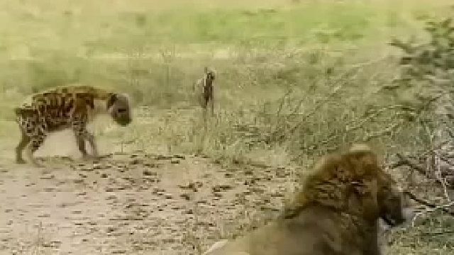 要是换成老虎，哈哈