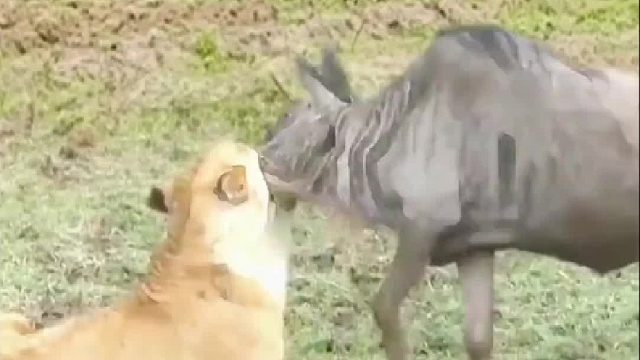 在顶级猎食者面前任何挣扎都只是徒劳，只有等待死神降临的份。