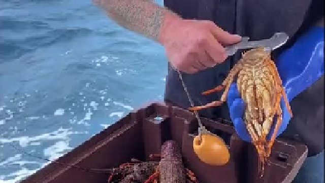 母的不杀，公的不够大不杀