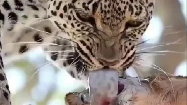 豹子吃东西还挺讲究的