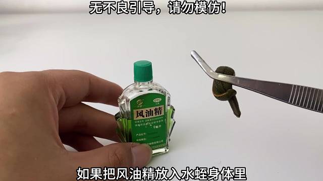 水蛭挑战风油精结果会是怎样的呢？