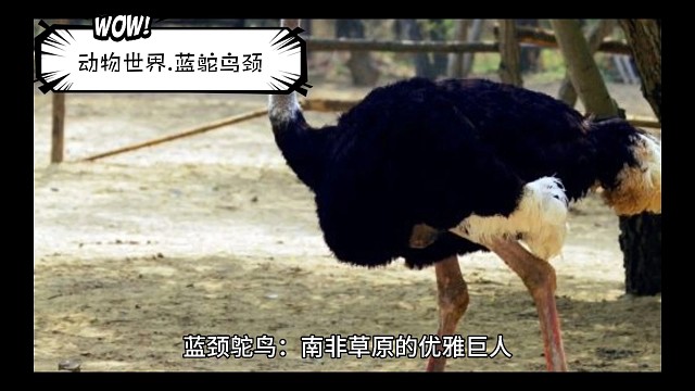 动物世界.蓝颈鸵鸟