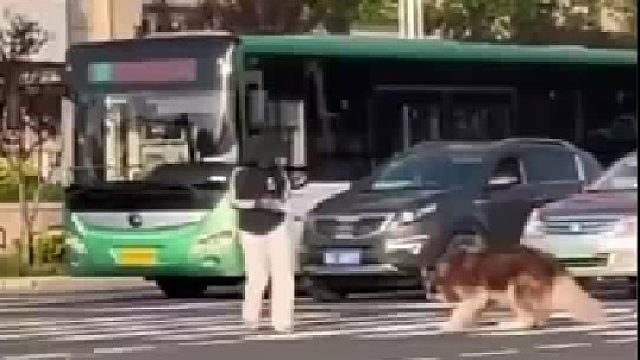 狗子与主人在马路拔河，主人不得不妥协
