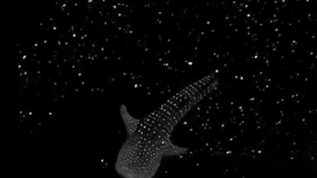 鲸鲨游过发光的藻类，就像在星空中一样。