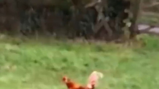 鸡的祖先可以翱翔天际，被人类驯化后吃饱喝足，只能能短距离滑翔了。