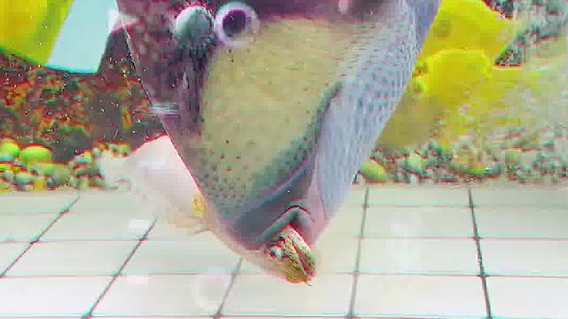 食物链顶端的战斗