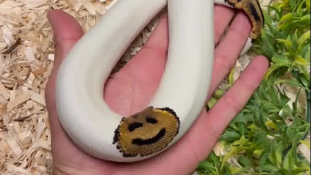 软软糯糯的小白蛇好可爱