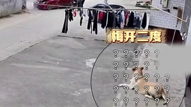 同一个转角十天内出两次车祸，恰好都吓到了同一只狗睡觉！