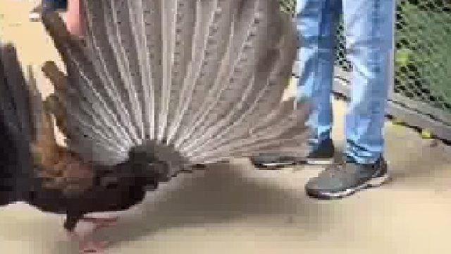 兄弟屏不能瞎开的知道吗