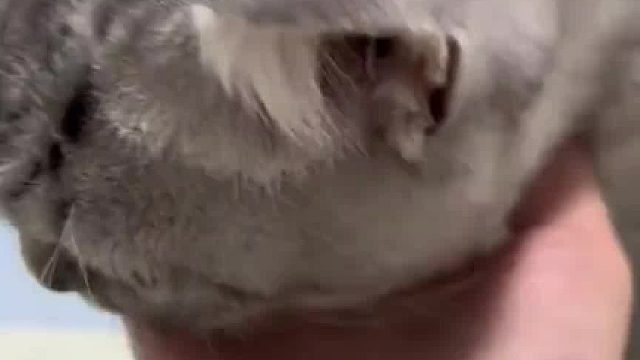 论猫猫变脸速度能有多快，上一秒还在跟主人撒娇听到喂食器声音甩头就走