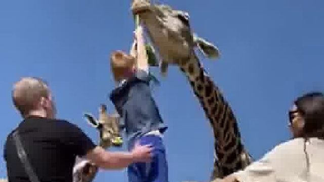 小男孩投喂长颈鹿，但是忘记了放手