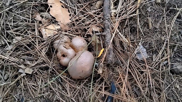 捡蘑菇遇上下雨天