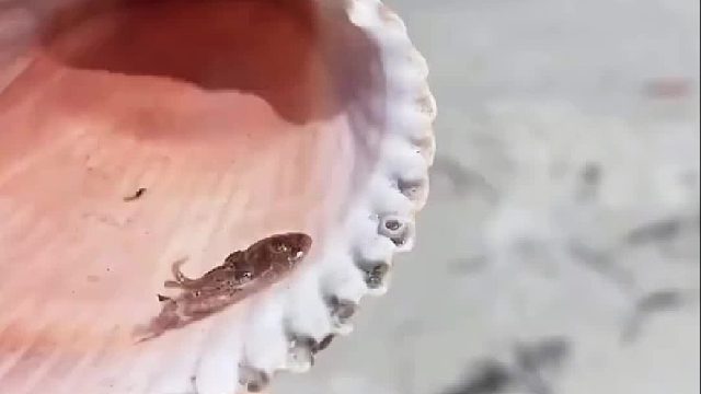 小哥哥踏浪时发现贝壳里住着只小可爱，带回家养大后竟带来特殊惊喜