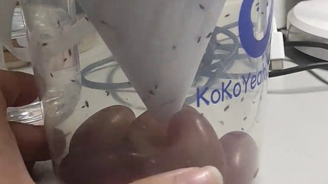 自制果蝇诱捕器 葡萄记得戳几个洞