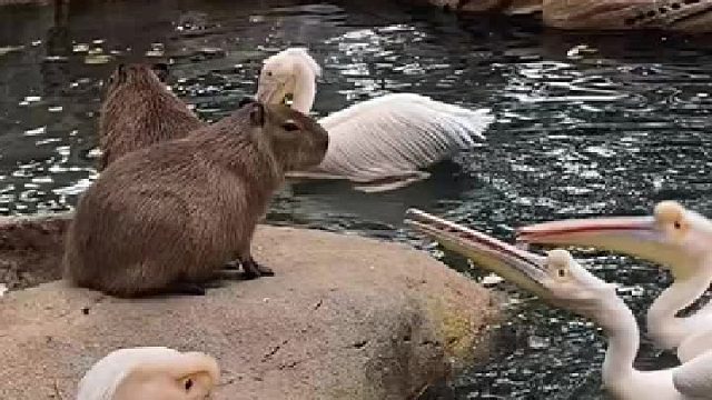 名场面每天都在北野发生