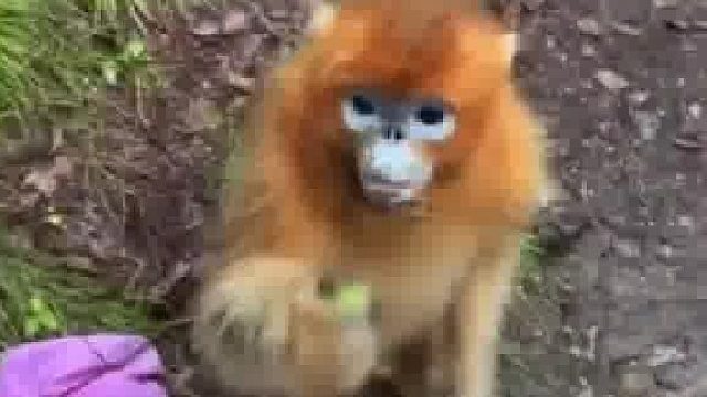 女生与金丝猴互动金丝猴掏兜找吃的