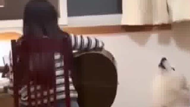 喜欢唱歌的狗狗，不管主人弹得有多随意，狗狗都唱得很投入