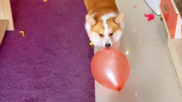 它竟然不怕气球爆炸的声音