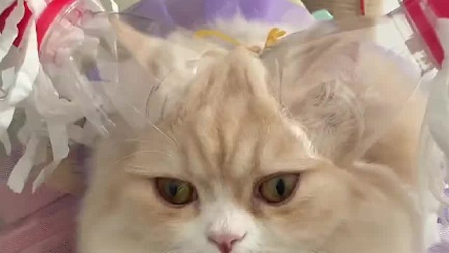 猫：有时候不会说话也挺无助的