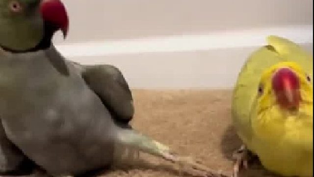 鹦鹉：你脑子里进水了