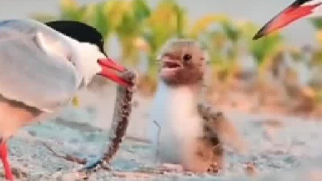 鱼被拿走了还在吃，宝宝饿坏了吧