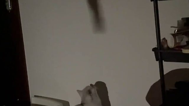 这一下戳到了猫咪的灵魂