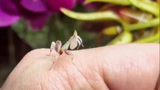 小姐姐后花园捡了一只小螳螂，觉着好玩带回家照顾，长大后被眼前一幕惊艳到还收到回馈大礼