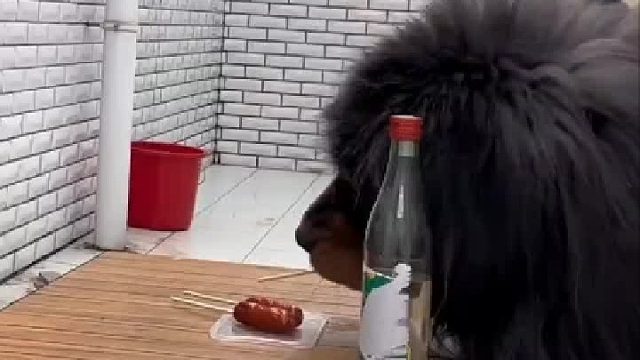 藏獒看似凶猛，外貌有点吓人，但在主人面前它表现的十分乖巧听话，护主也是杠杆的。