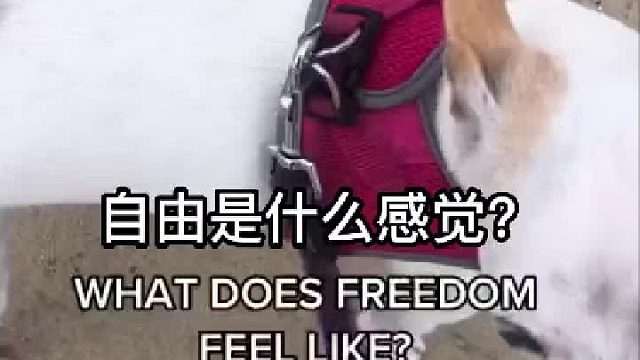 等我财富自由的！跑的一定比他欢乐