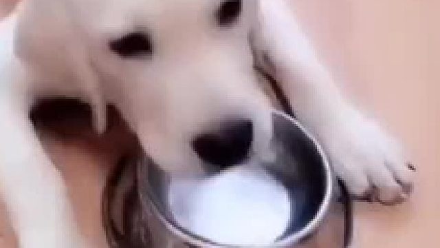 狗妈_别闹 它毕竟是我们的孩子