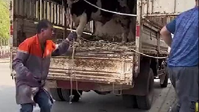 经常拉牛，你搞个板子能怎么样？