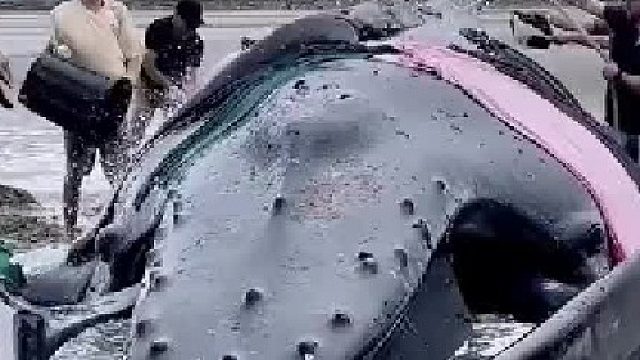 鲸鱼为什么会搁浅？