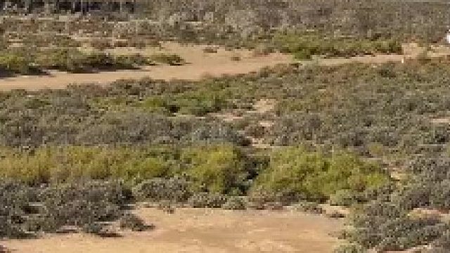 没有任何陆地动物能跑得过猎豹