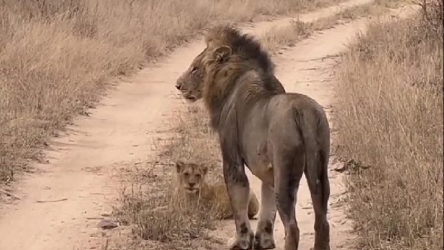 狮王的更迭，伴随着杀戮