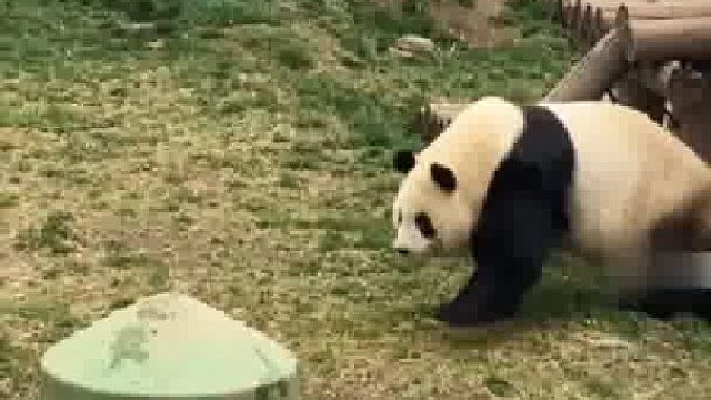 第一次看到熊猫牌扫地机器人